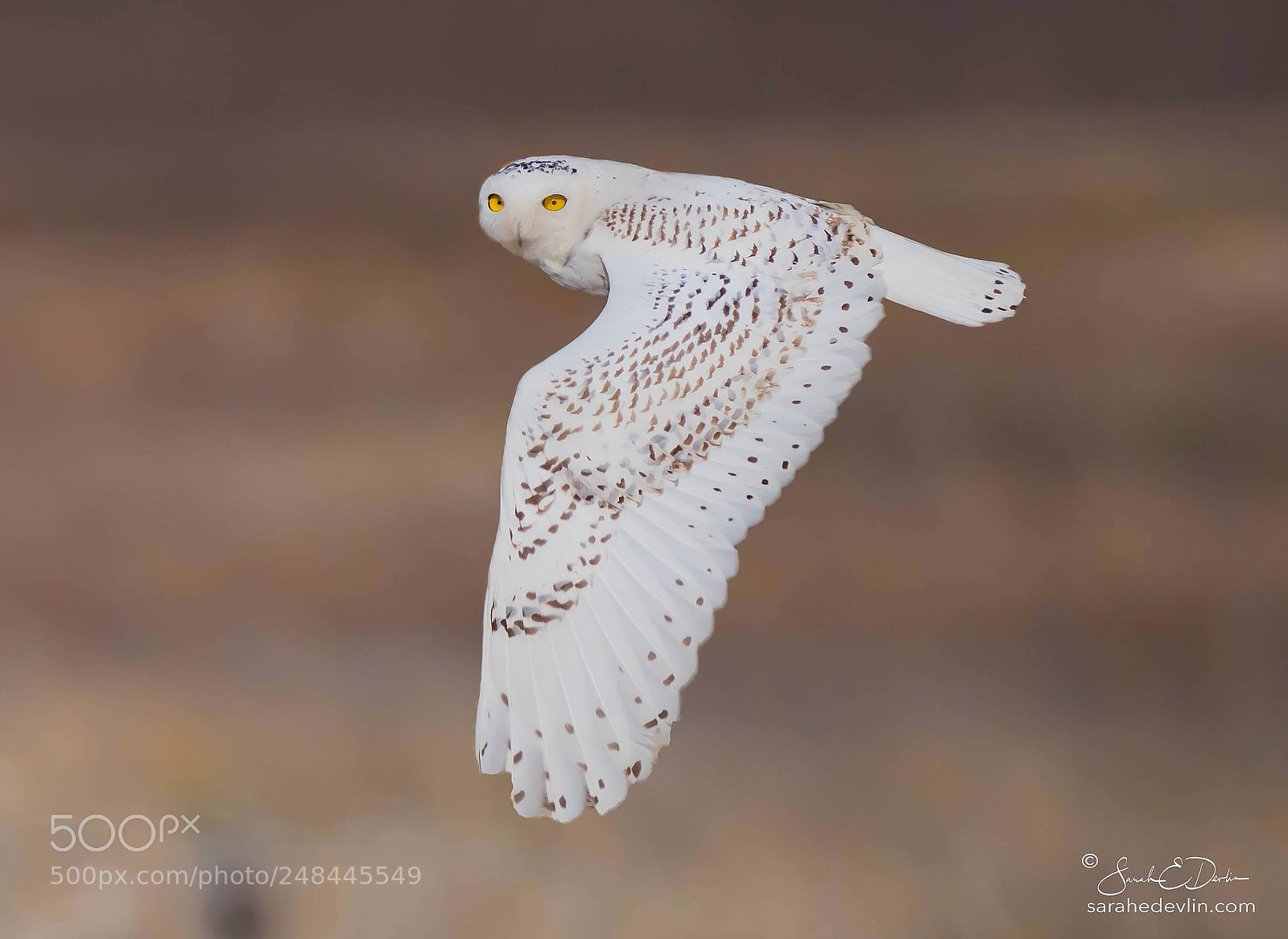 Nikon D500 sample photo. Snowy owl in flight photography