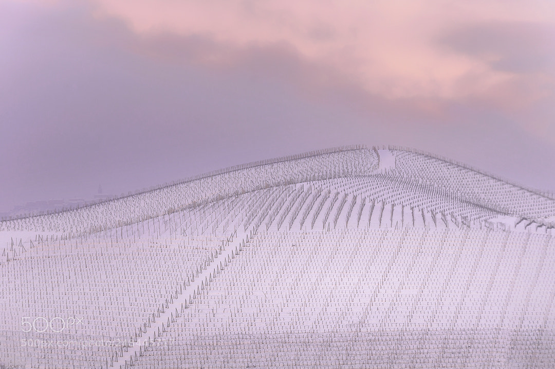 Nikon D90 sample photo. Fontanafredda vineyards photography