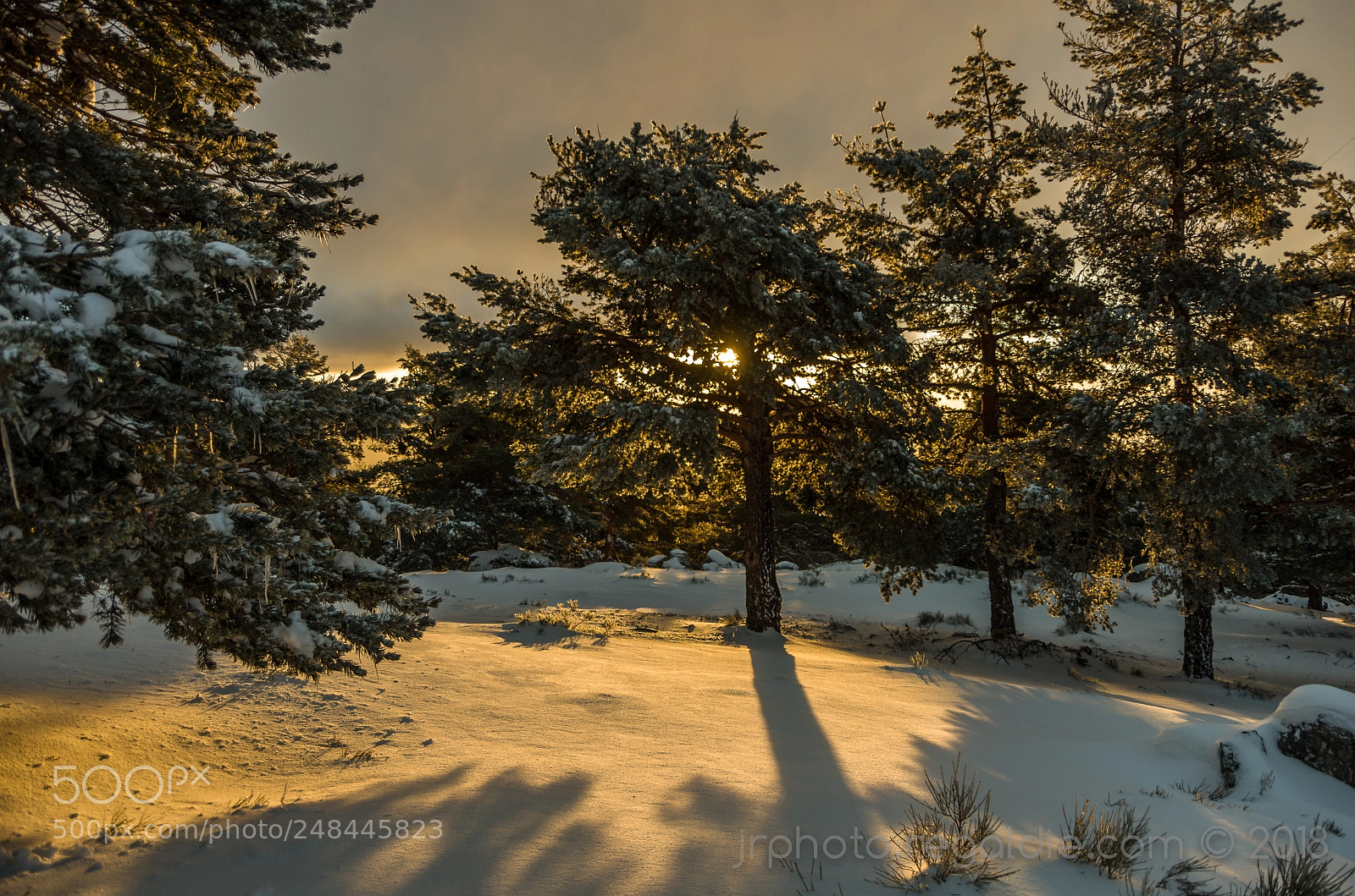 Pentax K-5 sample photo. Golden wood photography