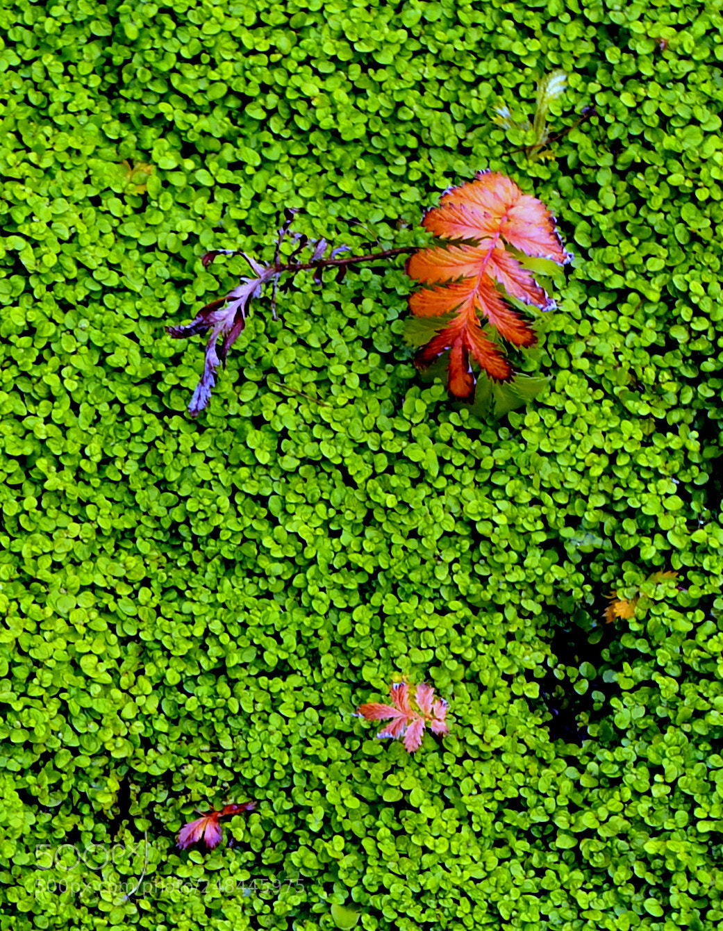 Nikon D700 sample photo. Cushendun northern ireland photography
