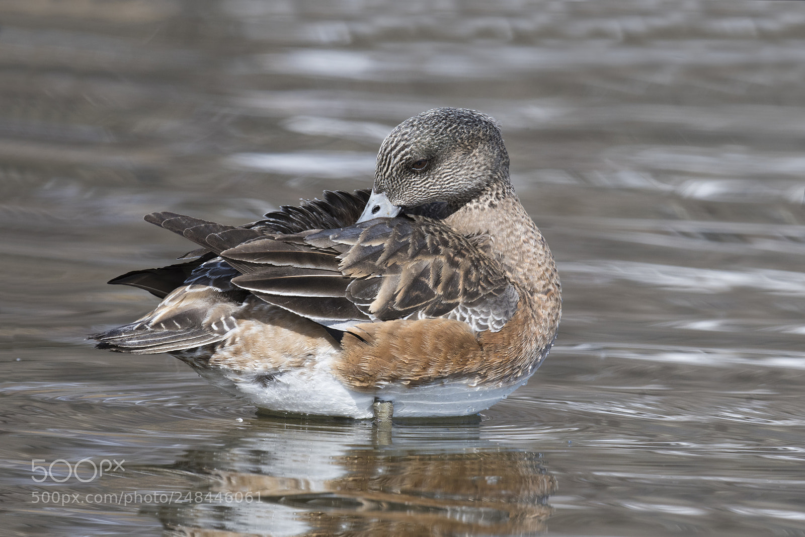 Nikon D500 sample photo. Canard d'ame rique american photography