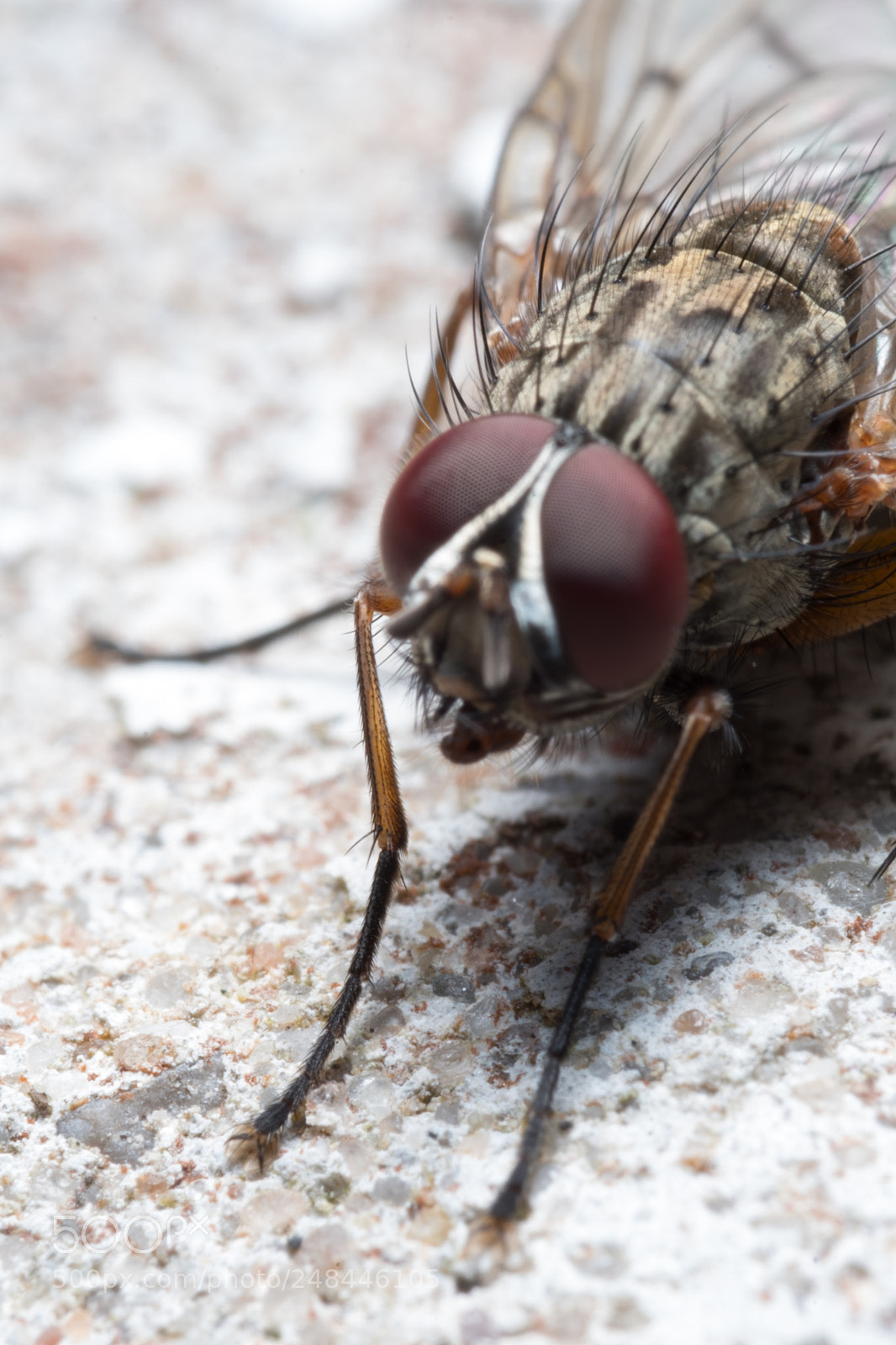 Fujifilm X-T2 sample photo. Fly photography