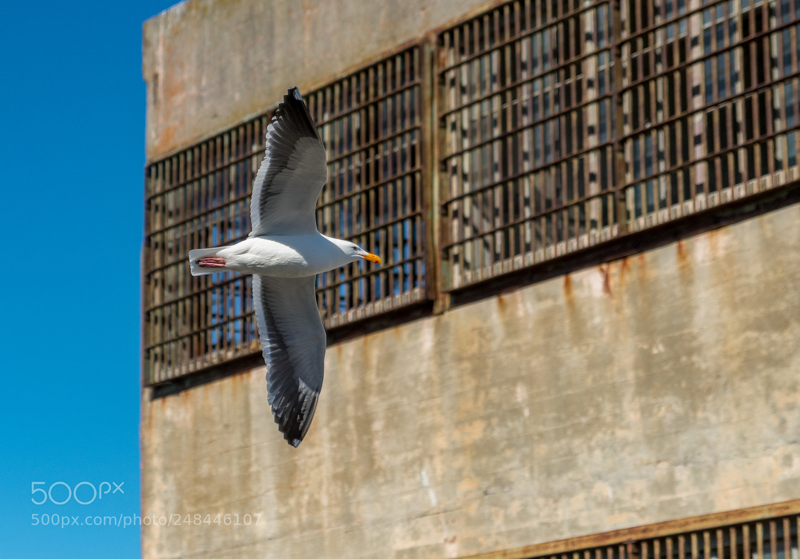 Nikon D500 sample photo. San francisco view alcatraz photography