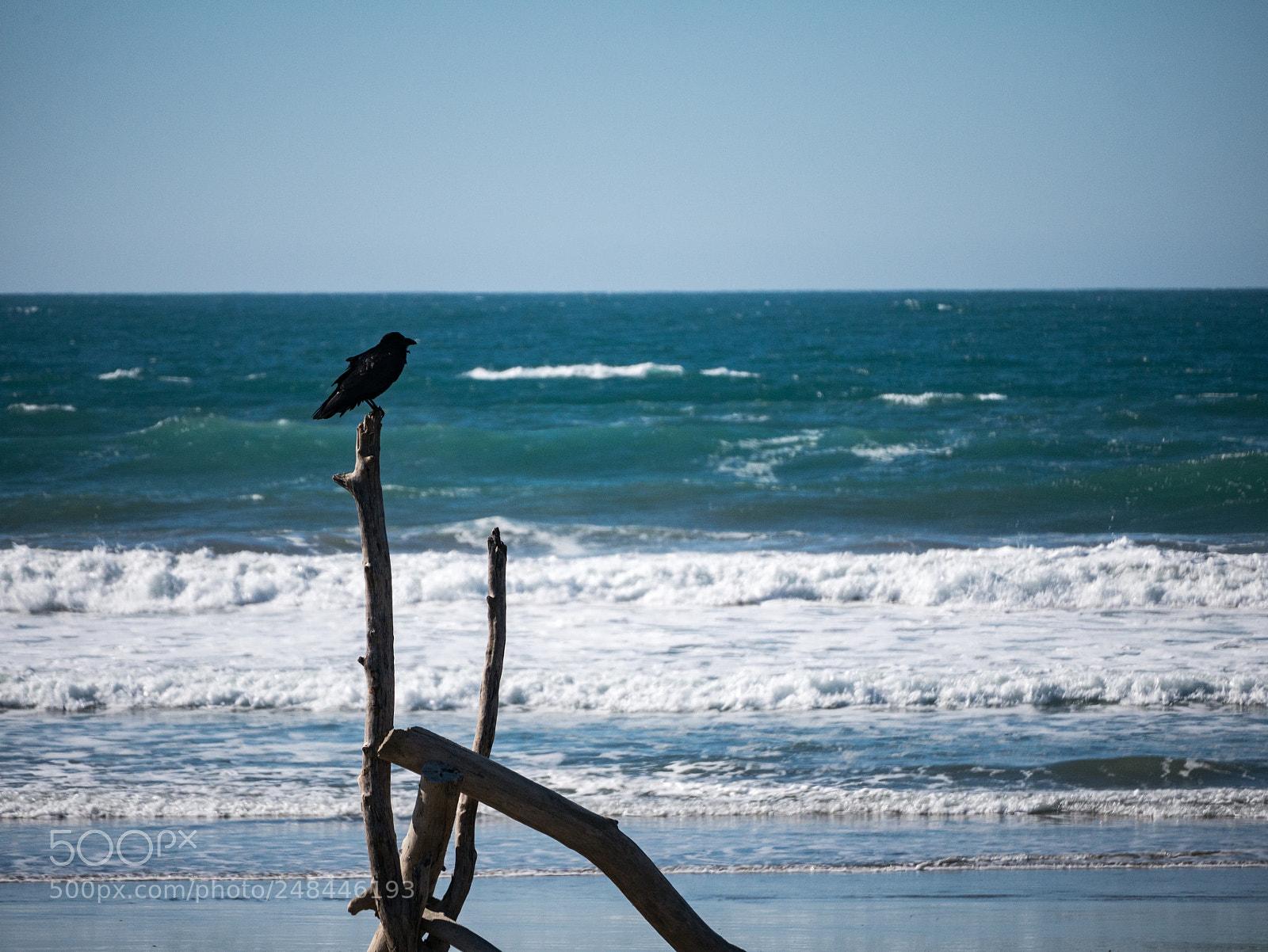 Panasonic Lumix DMC-G7 sample photo. Bird stick photography