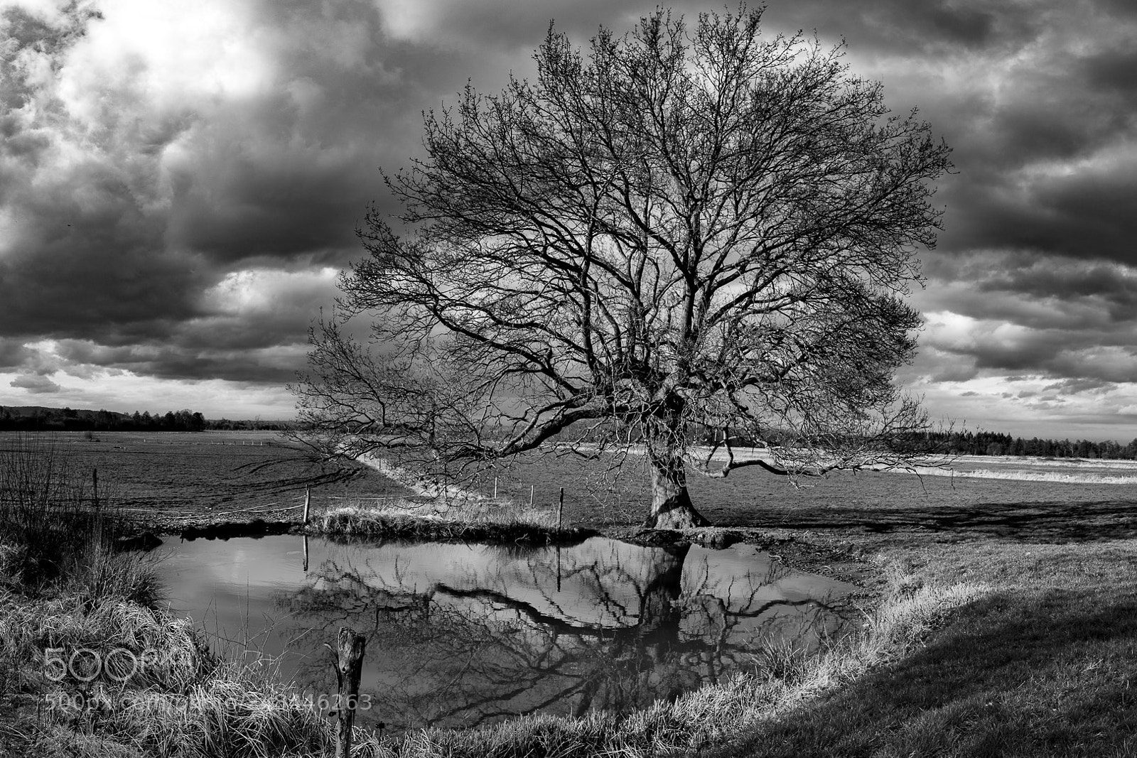 Canon EOS 6D Mark II sample photo. Tree photography