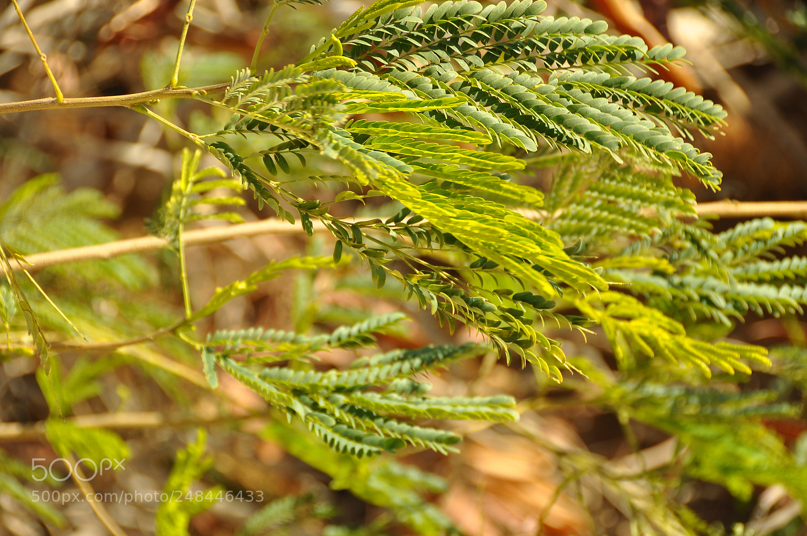 Nikon D90 sample photo. Egypt. photography