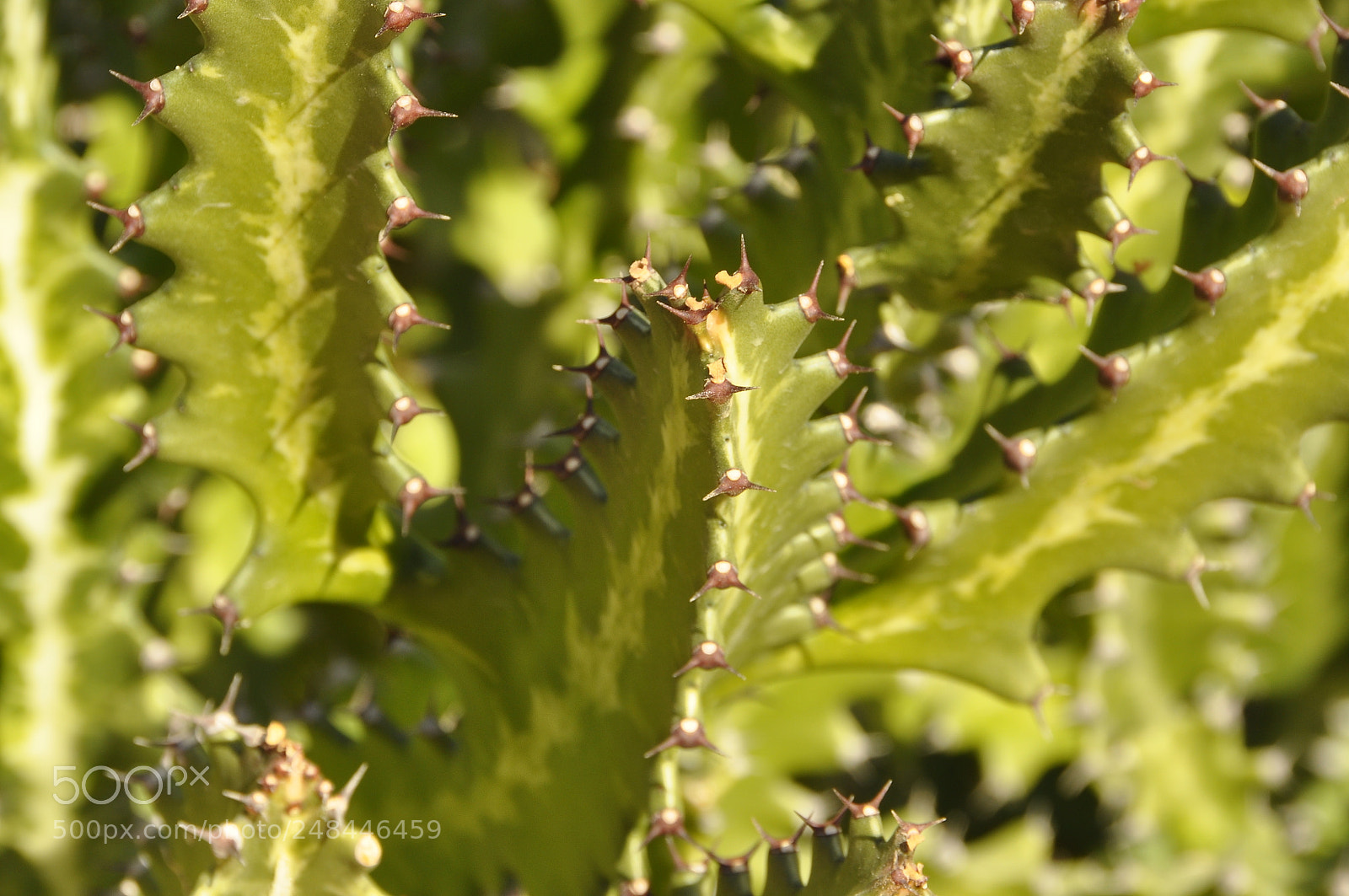 Nikon D90 sample photo. Egypt. photography