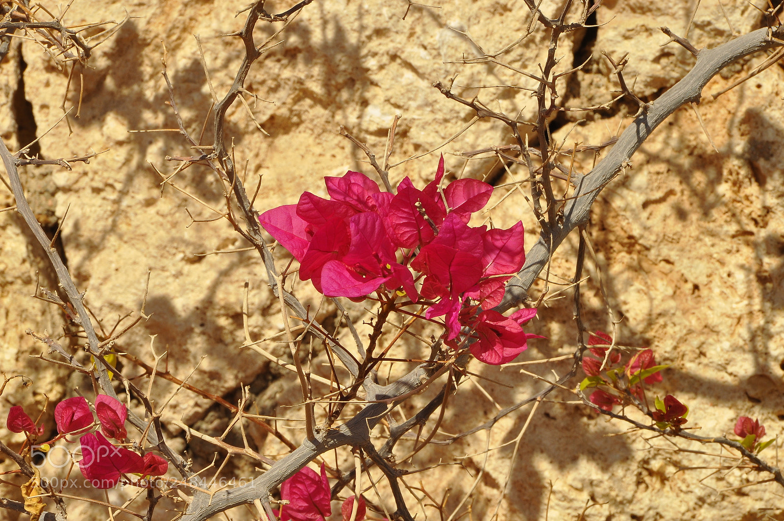 Nikon D90 sample photo. Egypt. photography