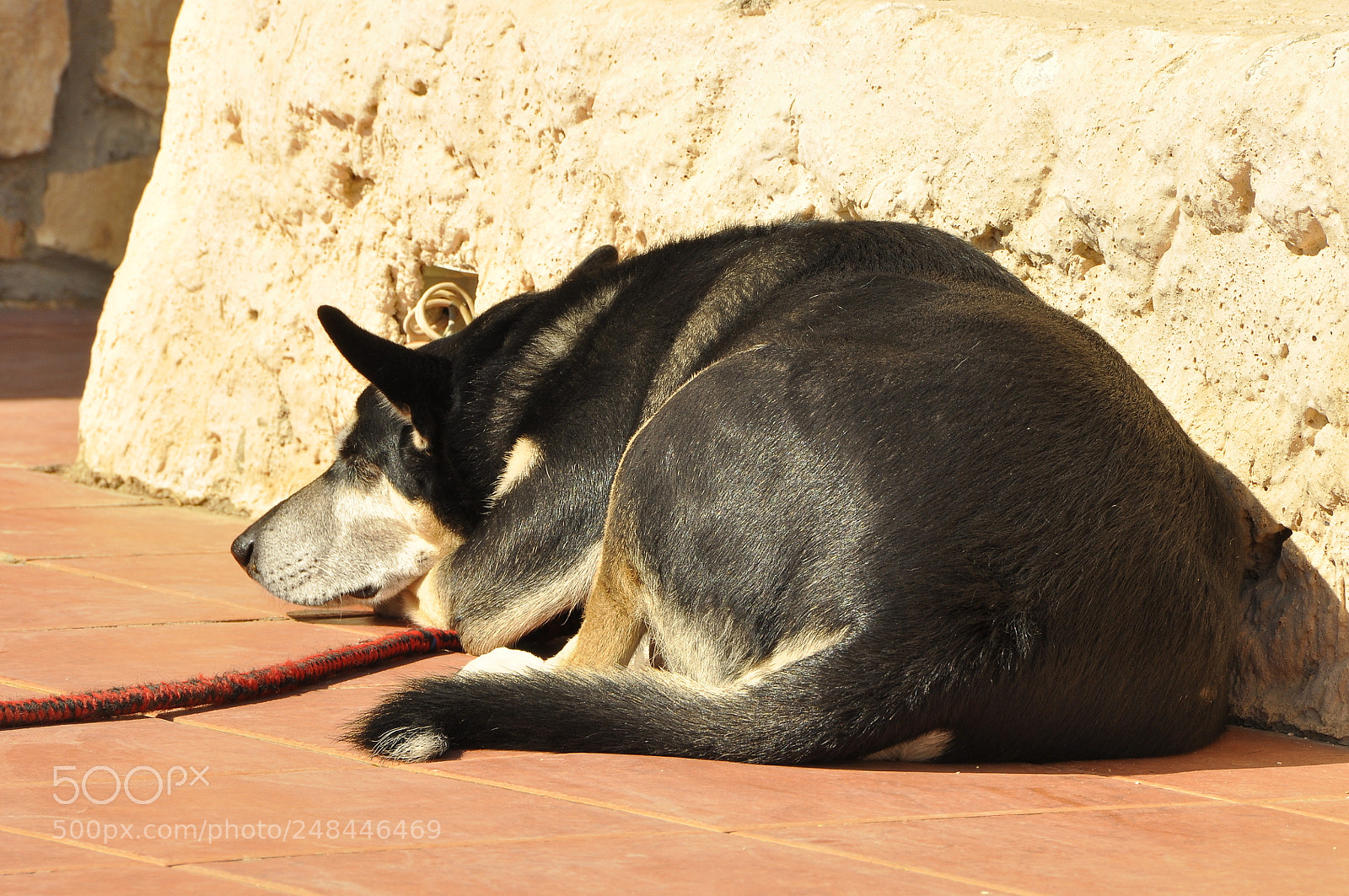 Nikon D90 sample photo. Egypt. photography