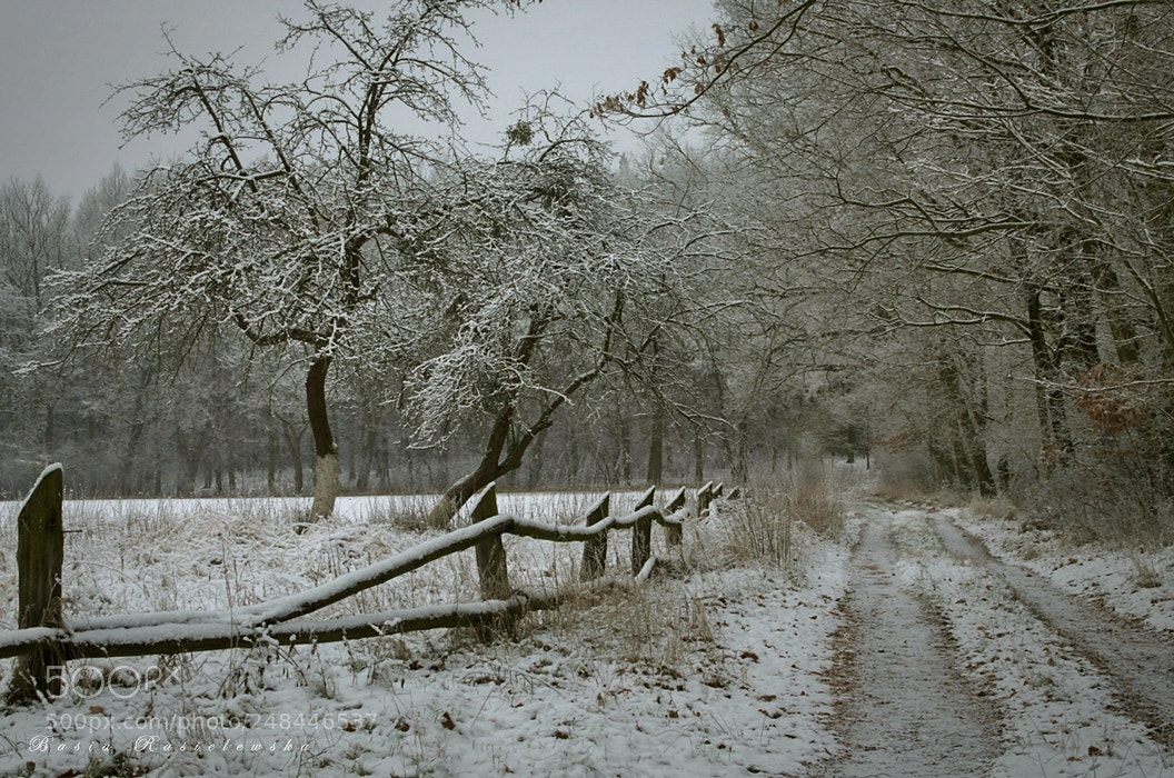Nikon D5100 sample photo. Forest paths... photography