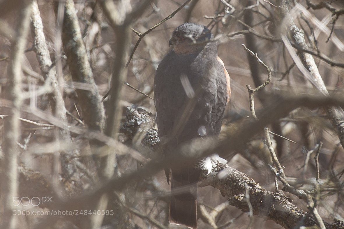 Nikon D700 sample photo. Copper's hawk photography