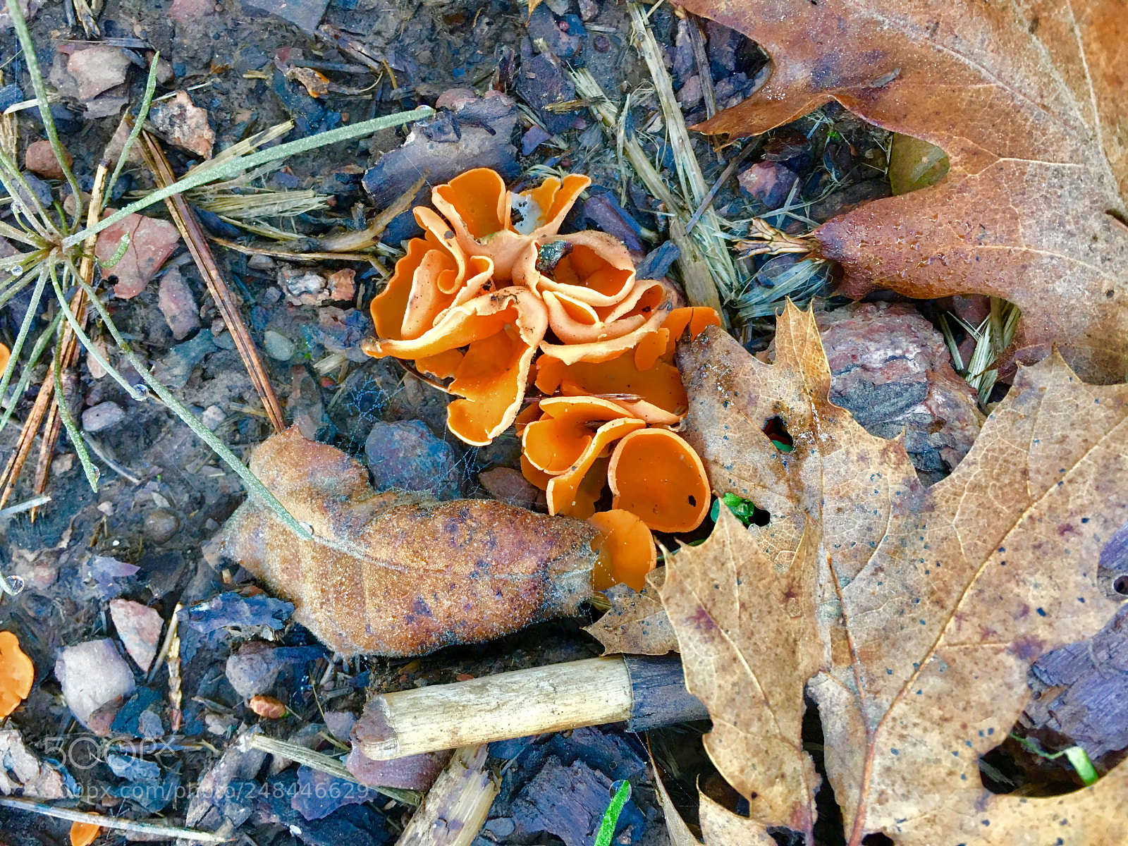 Apple iPhone 6s sample photo. Orange peel mushrooms photography