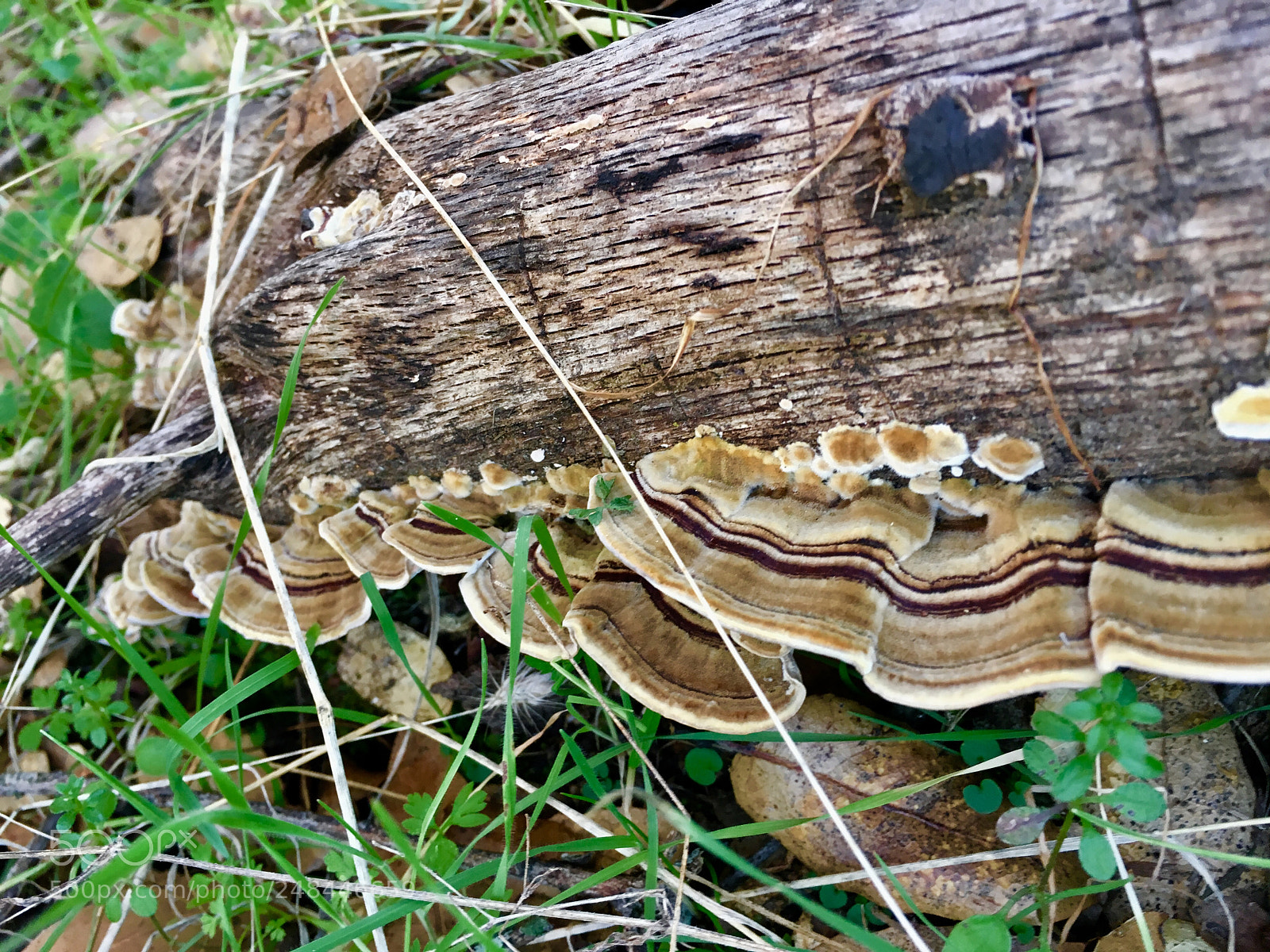 Apple iPhone 6s sample photo. Turkey tails photography