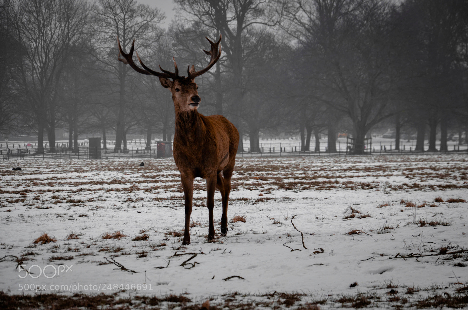 Nikon D5100 sample photo. Deer winterscape photography