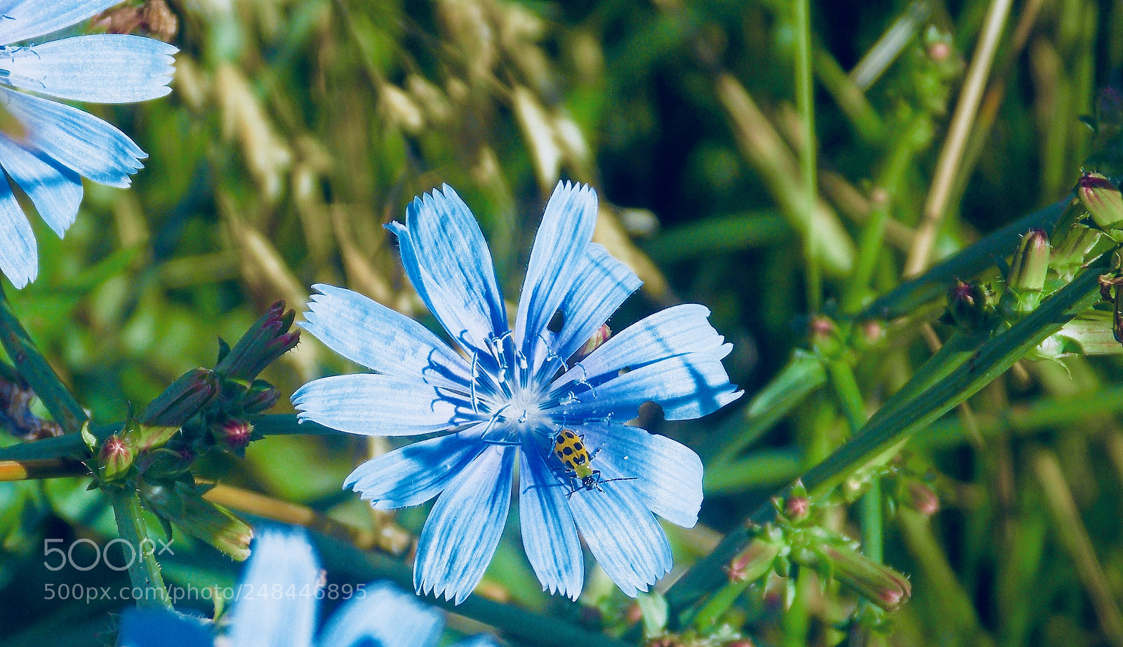 Nikon Coolpix L810 sample photo. Bee on the flower....my photography