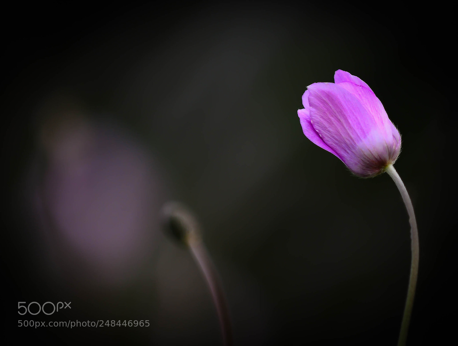Nikon D800 sample photo. Moments in spring photography