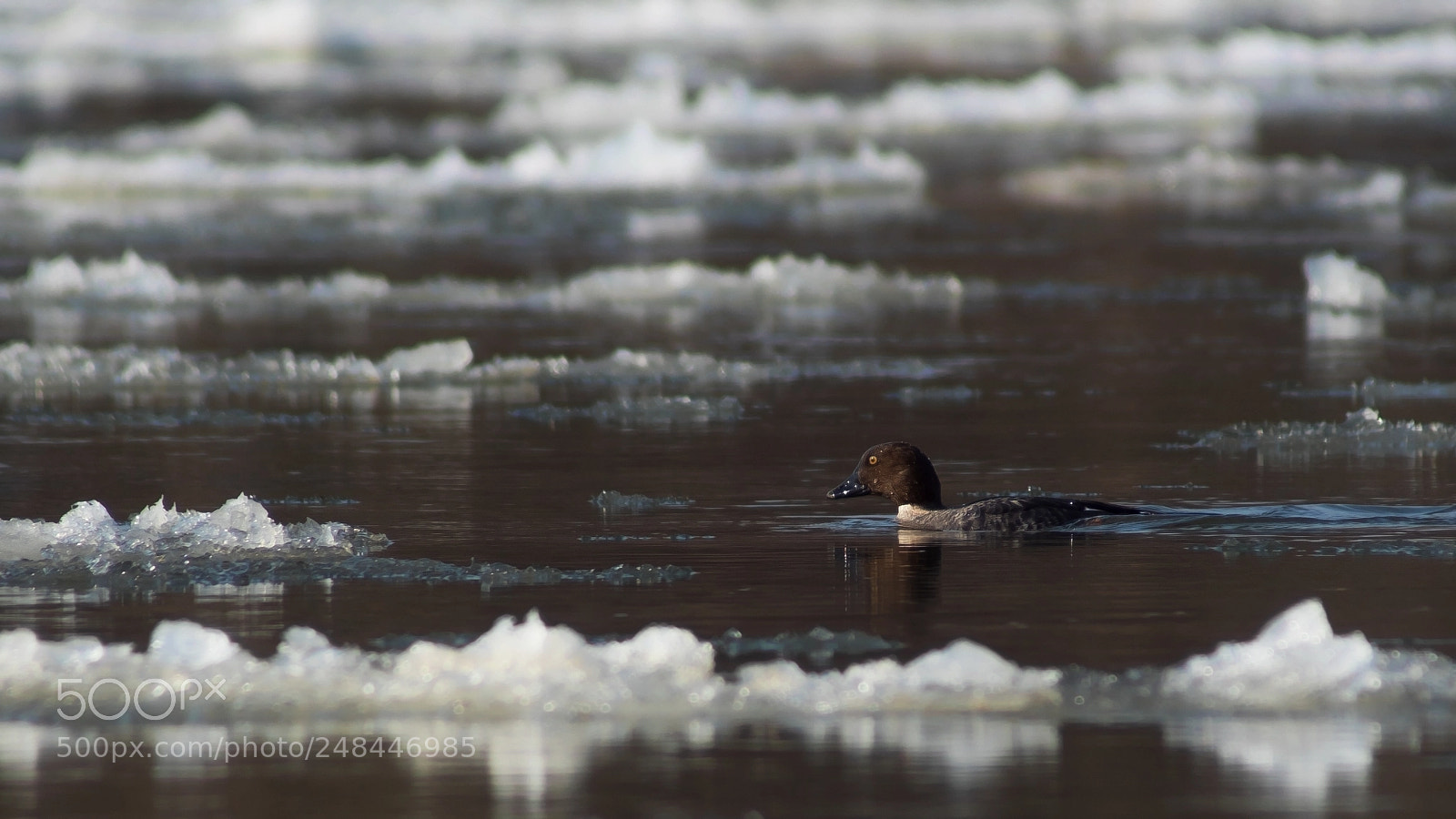 Sony SLT-A68 sample photo. Wintering on the river photography