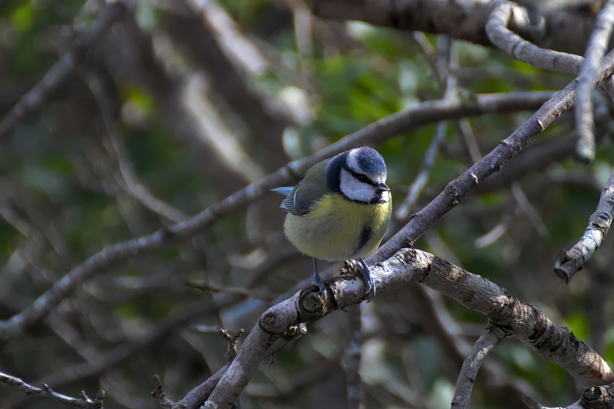 Canon EOS 77D (EOS 9000D / EOS 770D) sample photo. Blue tit photography
