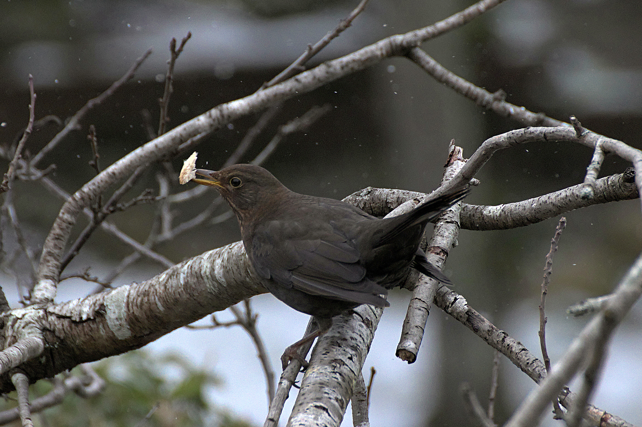Canon EOS 77D (EOS 9000D / EOS 770D) sample photo. Black bird photography