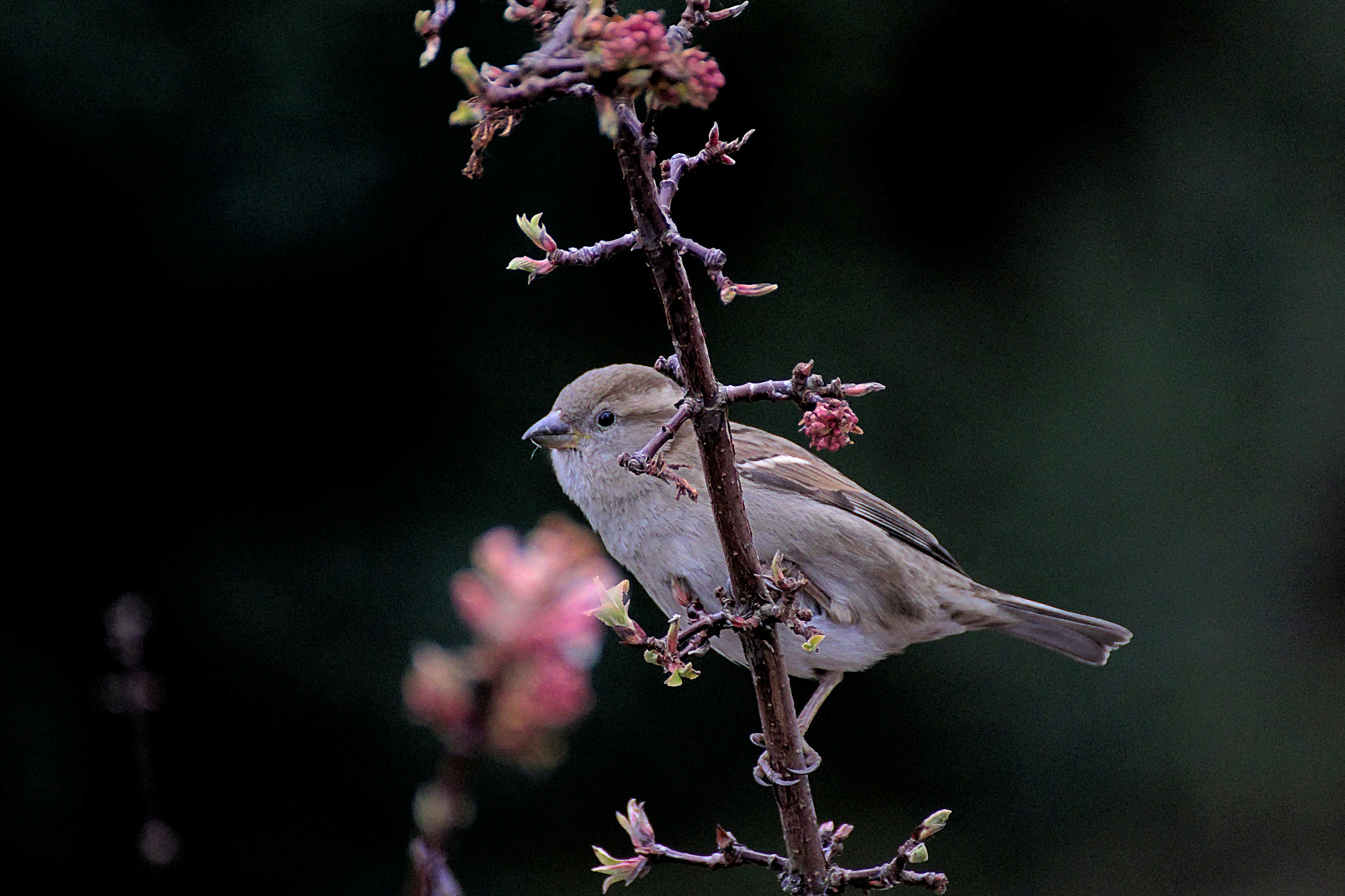 Canon EOS 77D (EOS 9000D / EOS 770D) sample photo. Sparrow photography