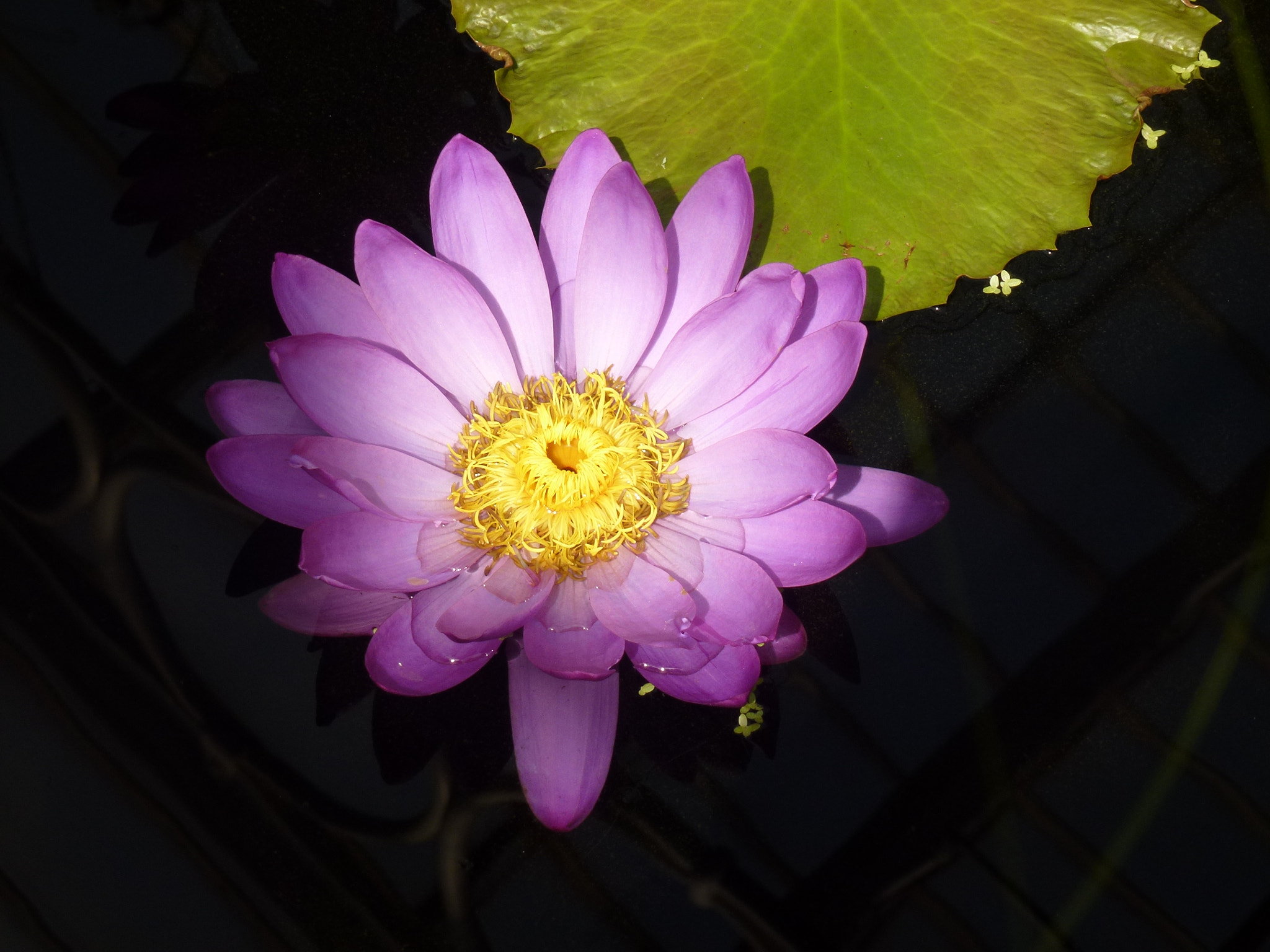 Panasonic DMC-ZS10 sample photo. Flower photography