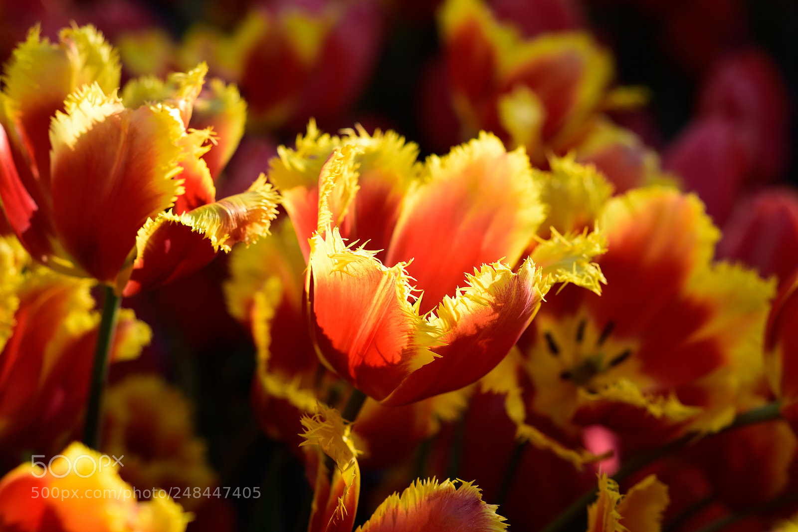 Nikon D5300 sample photo. Spring flowers photography