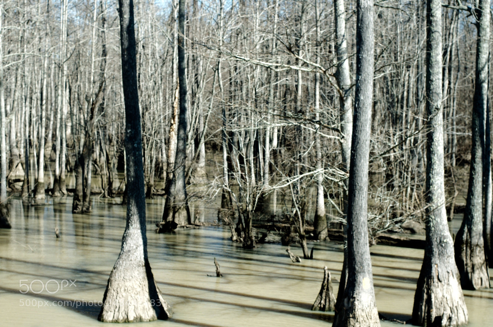 Nikon D5000 sample photo. Swamp in arkansas photography