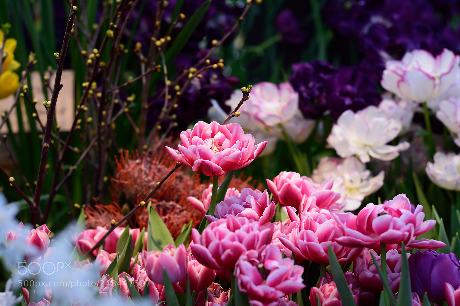 Nikon D5300 sample photo. Spring flowers Похожие слова цветы photography