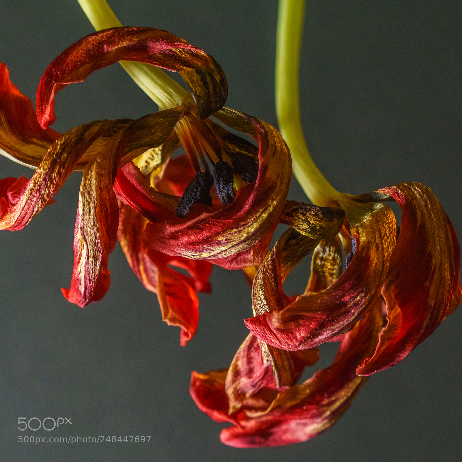 Sony a6000 sample photo. Flamenco tulips photography