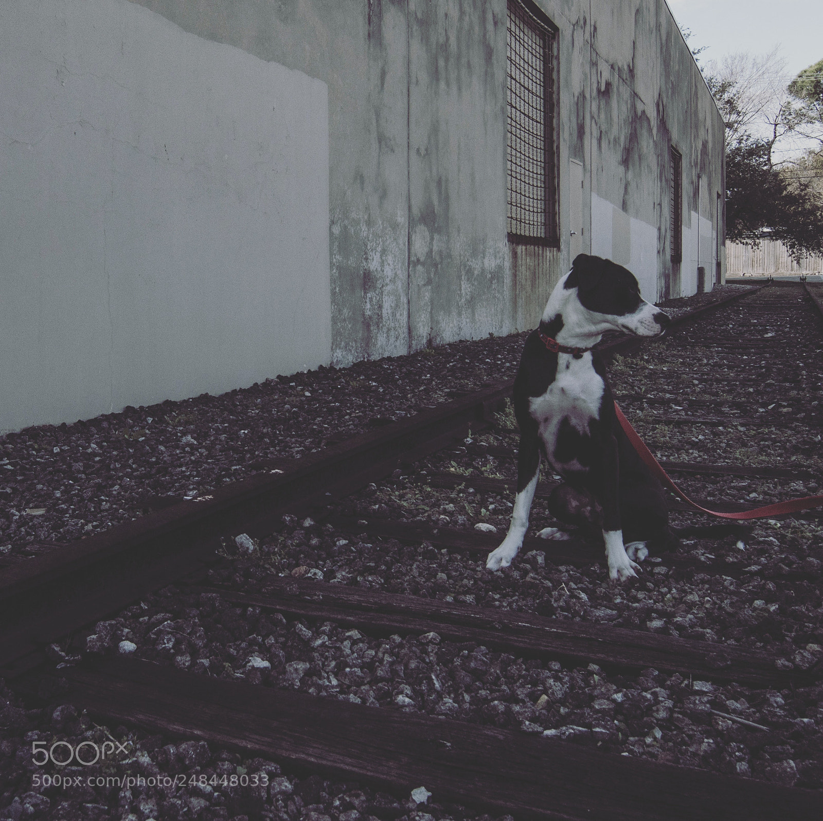 Nikon D500 sample photo. Just taking my dog photography