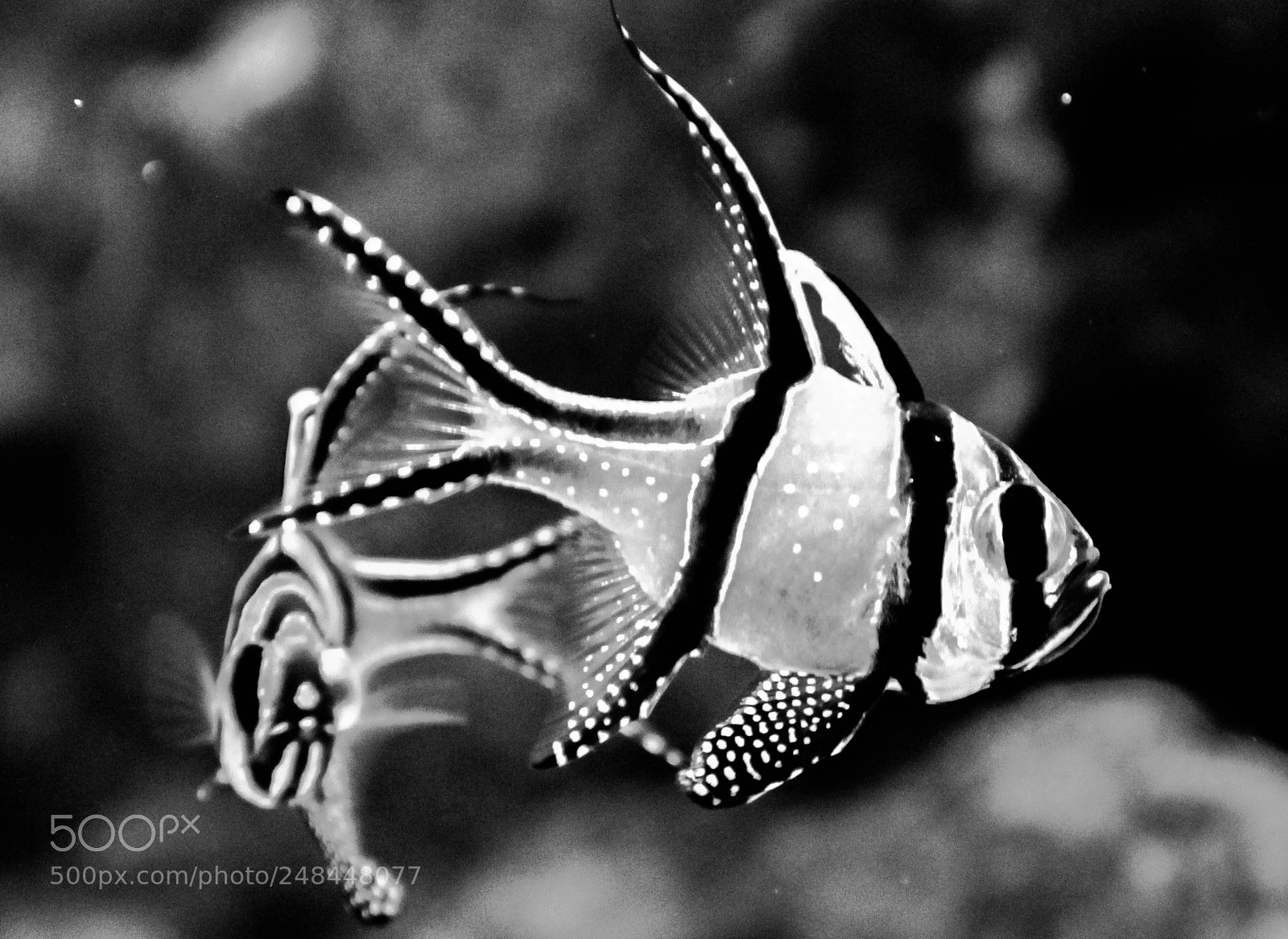 Canon EOS 60D sample photo. Pterapogon kauderni photography