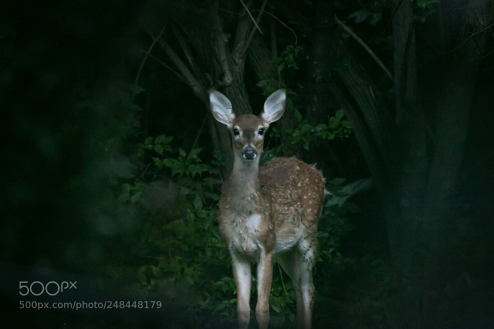 Canon EOS 7D Mark II sample photo. Deer photography
