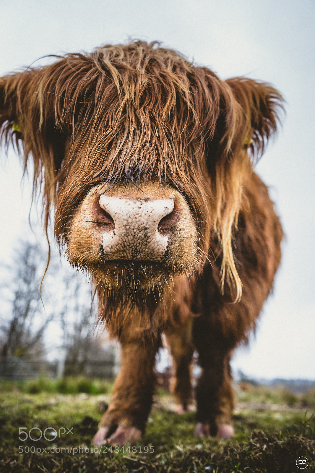 Sony a7 II sample photo. Highland cow - loch photography