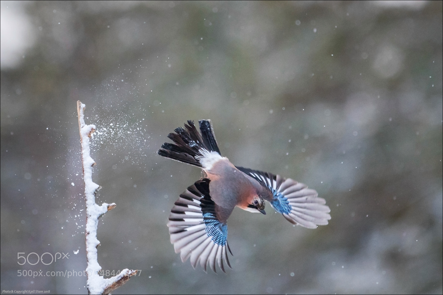 Canon EOS 7D Mark II sample photo. Eurasian jay photography