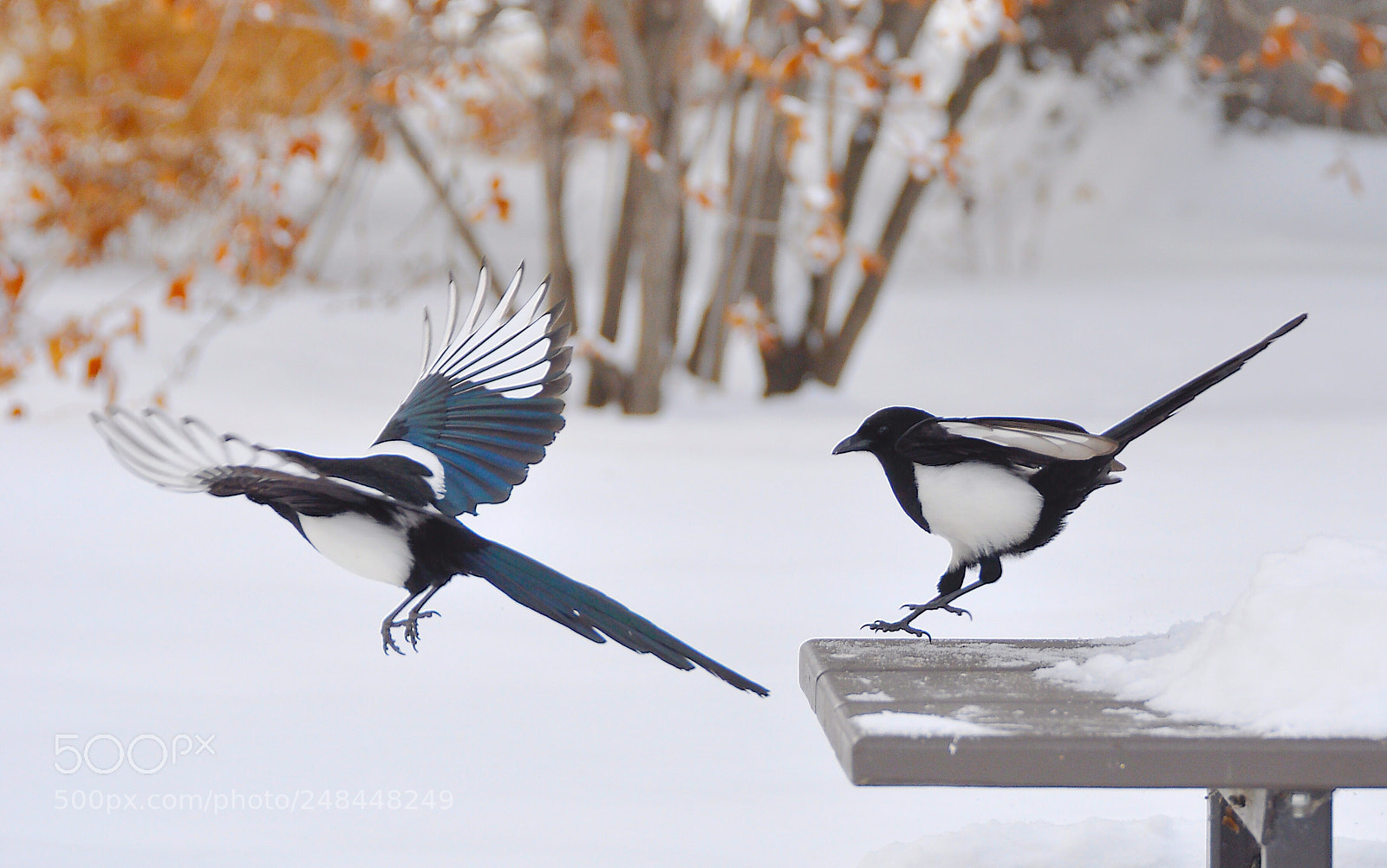 Nikon D90 sample photo. Magpies photography