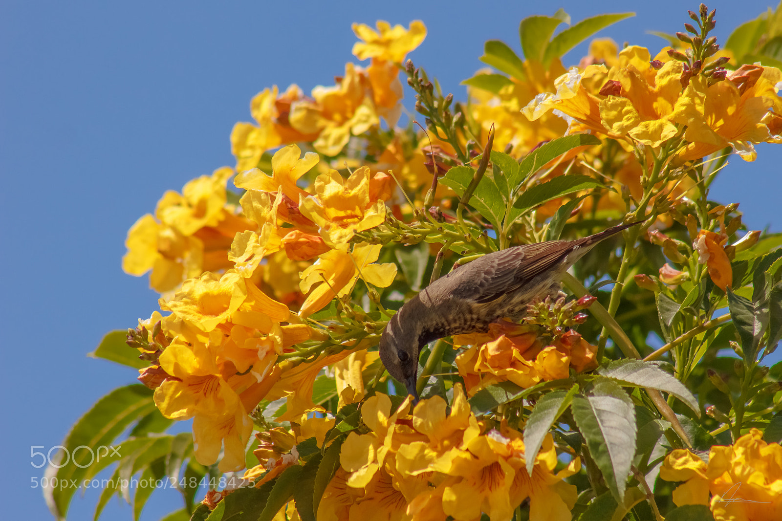 Canon EOS 550D (EOS Rebel T2i / EOS Kiss X4) sample photo. Female sun bird photography