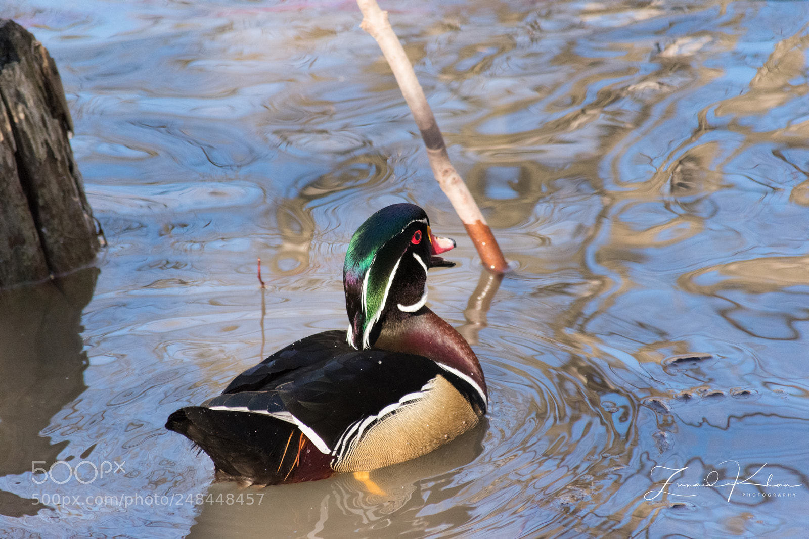 Nikon D3400 sample photo. Wood duck photography