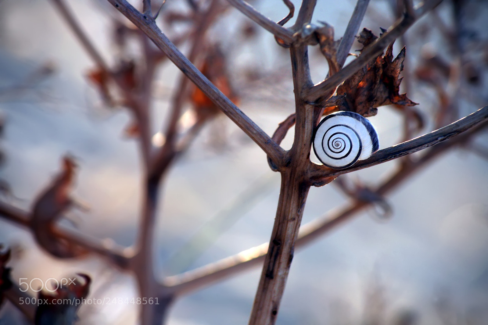 Canon EOS 5D sample photo. Small things photography