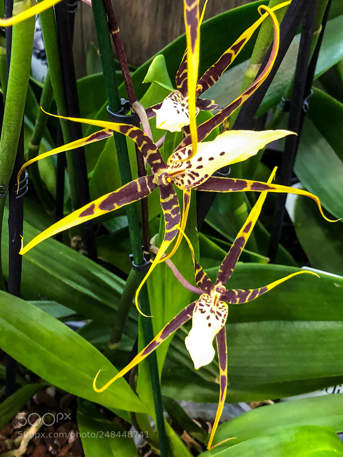 Apple iPhone 8 Plus sample photo. Spider orchid photography