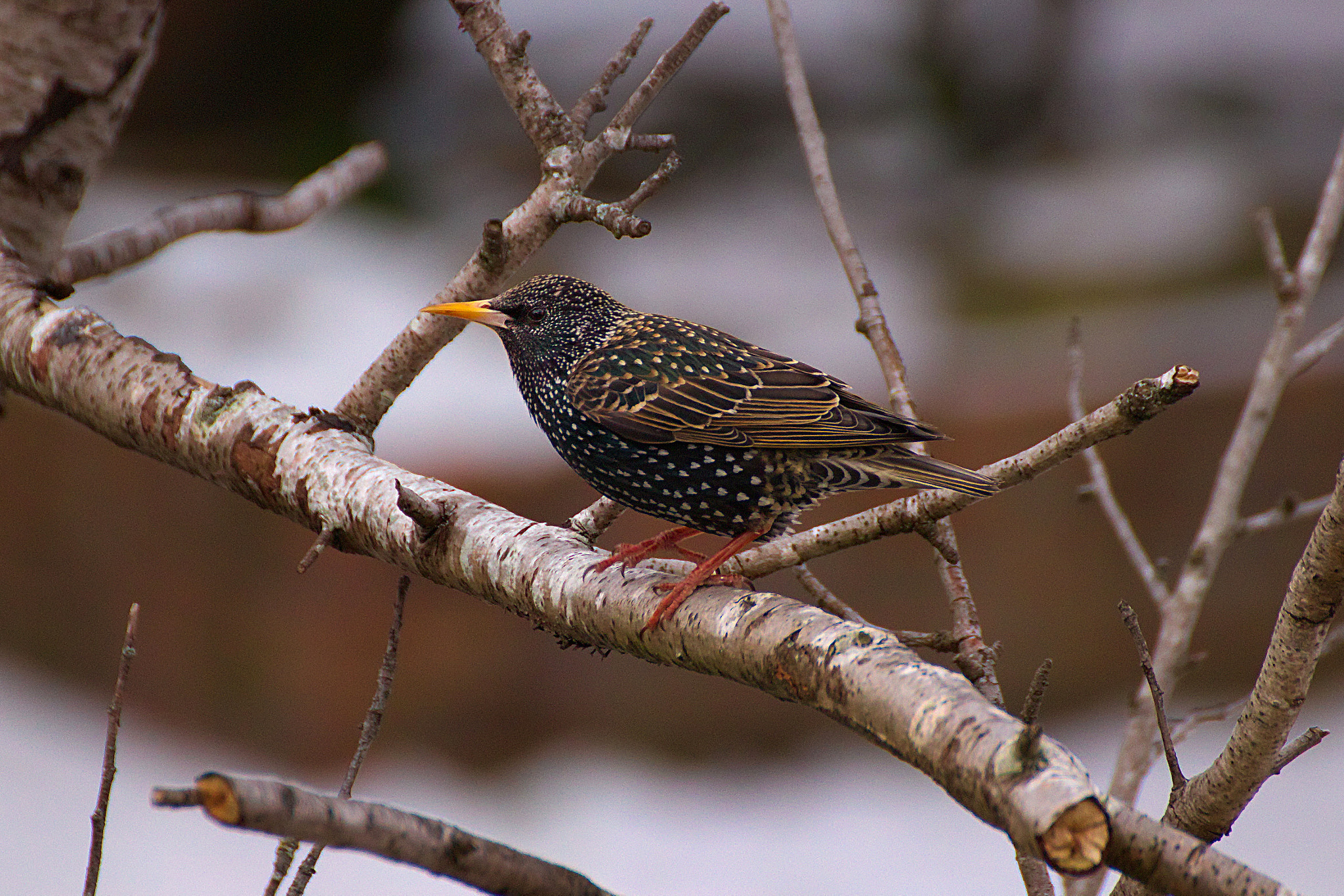 Canon EOS 77D (EOS 9000D / EOS 770D) sample photo. Starling photography