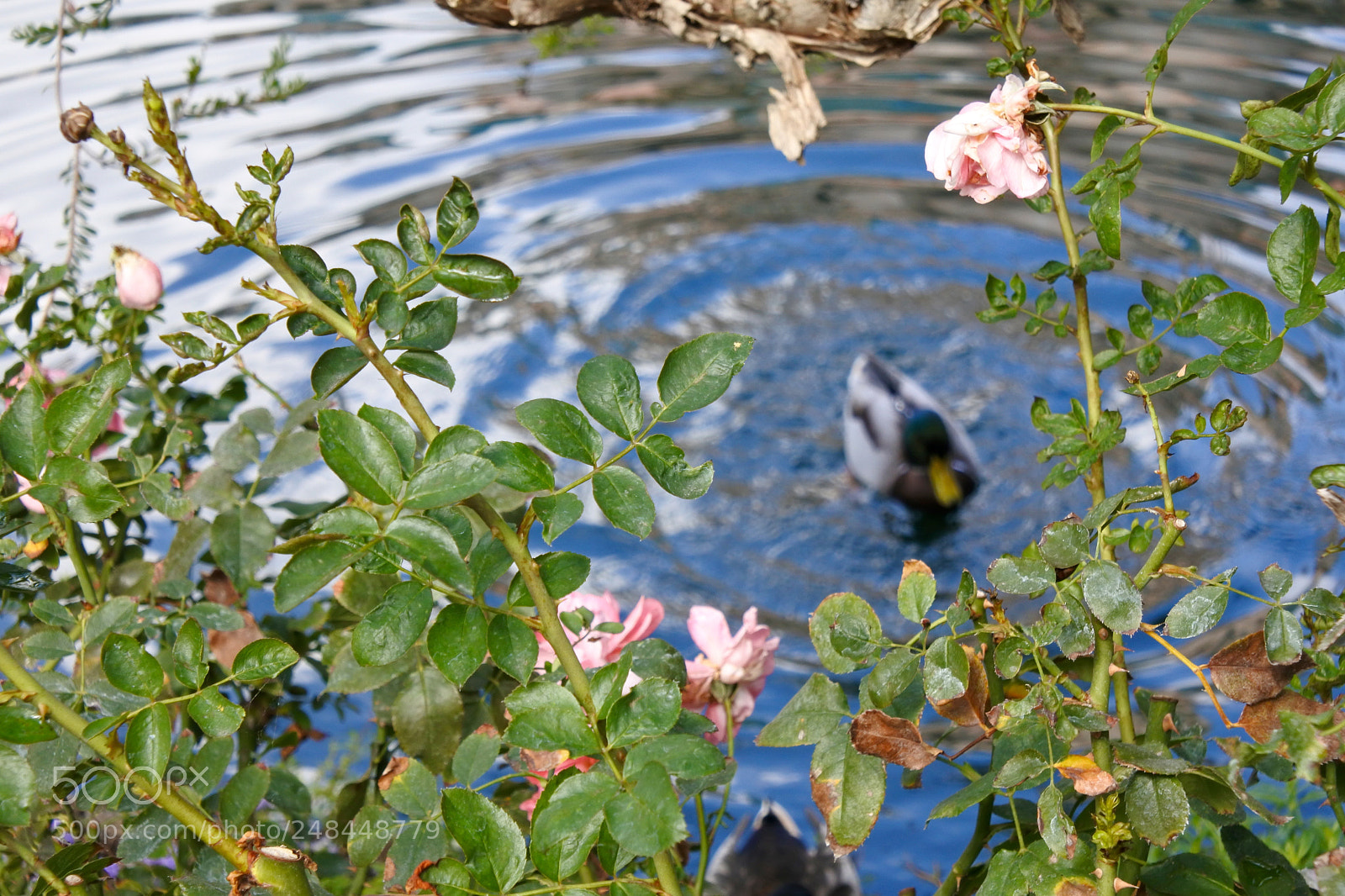 Nikon 1 J5 sample photo. Duck out of focus photography