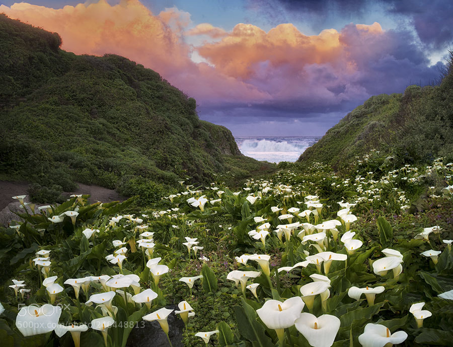 Pentax 645Z sample photo. Calla lillies and sunrise photography