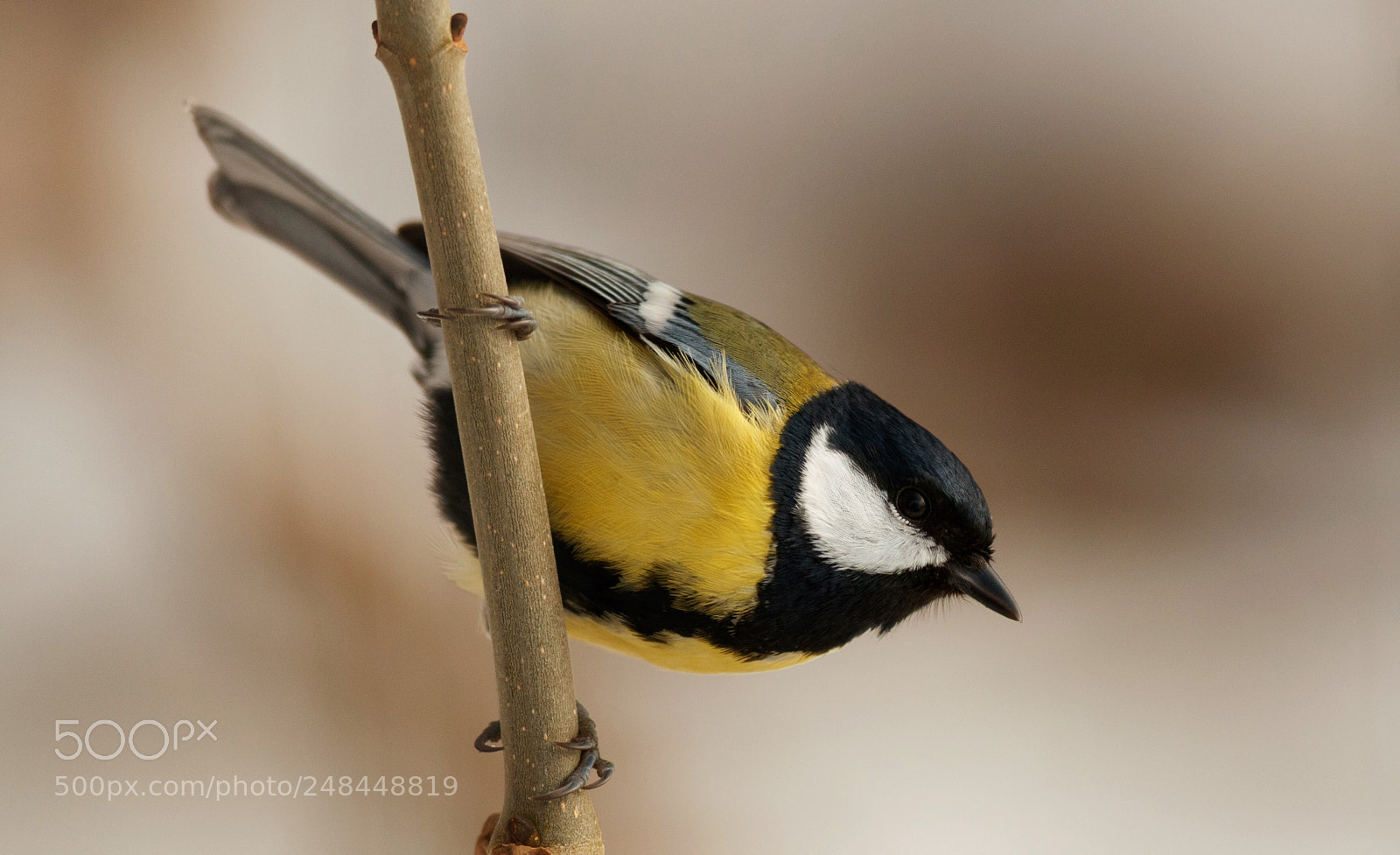 Canon EOS-1D X Mark II sample photo. Great tit photography
