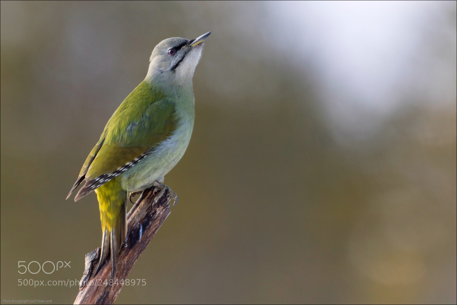 Canon EOS 7D Mark II sample photo. Grey-headed woodpecker photography