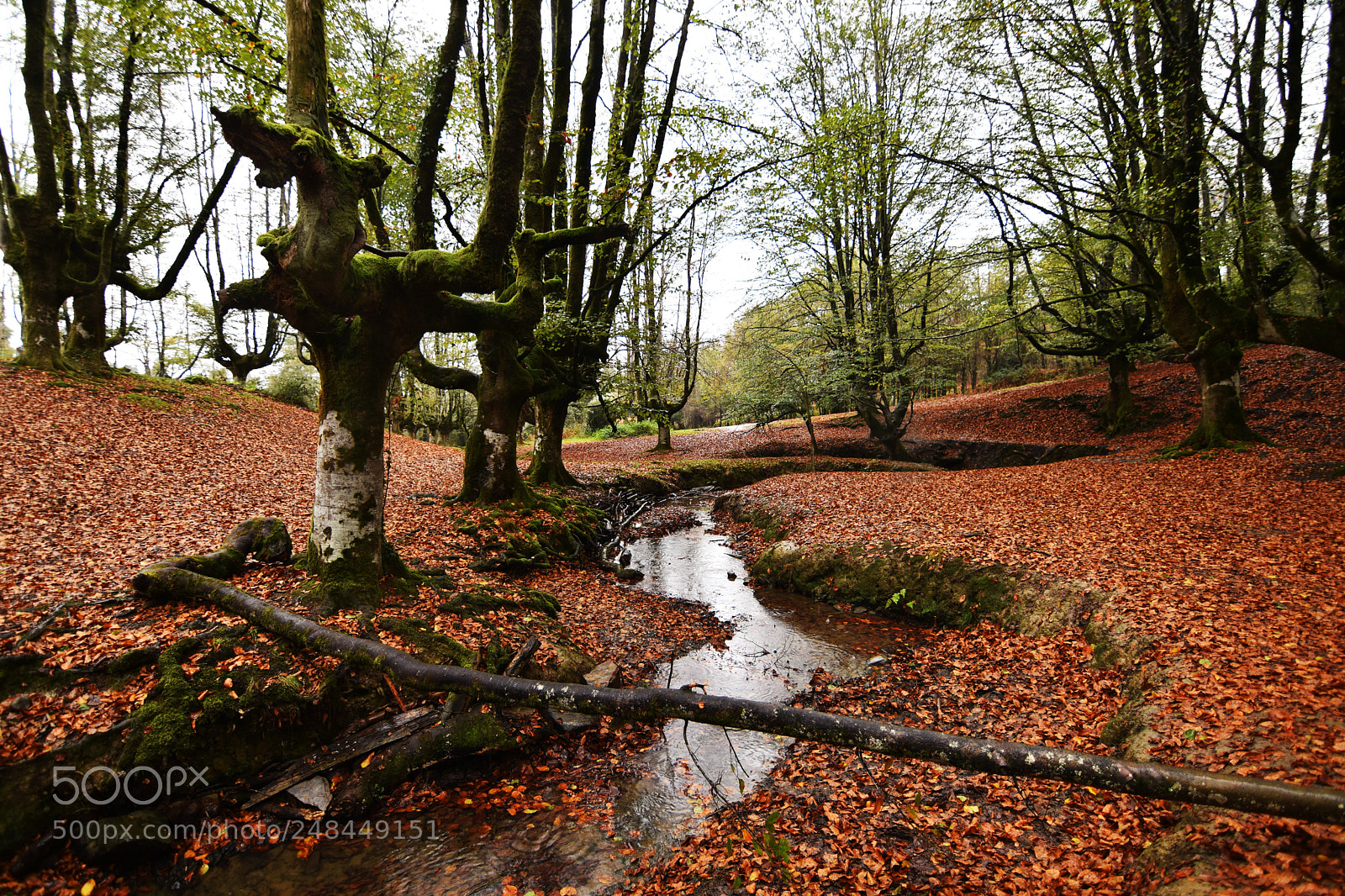 Nikon D5500 sample photo. Hayedo de otzarreta photography