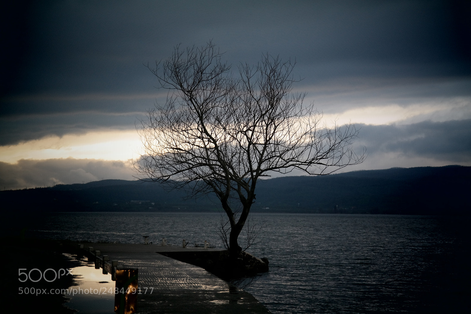 Samsung NX300 sample photo. Thé tree photography