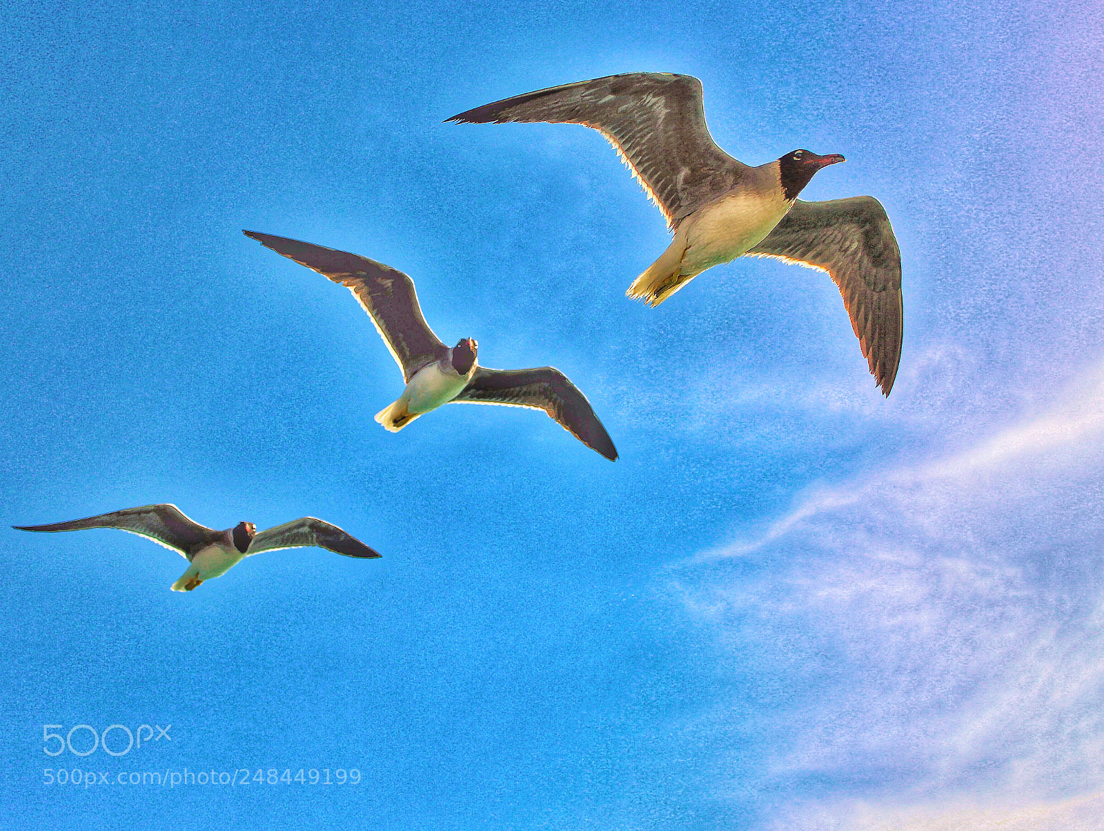 Canon EOS 1200D (EOS Rebel T5 / EOS Kiss X70 / EOS Hi) sample photo. The seagulls photography