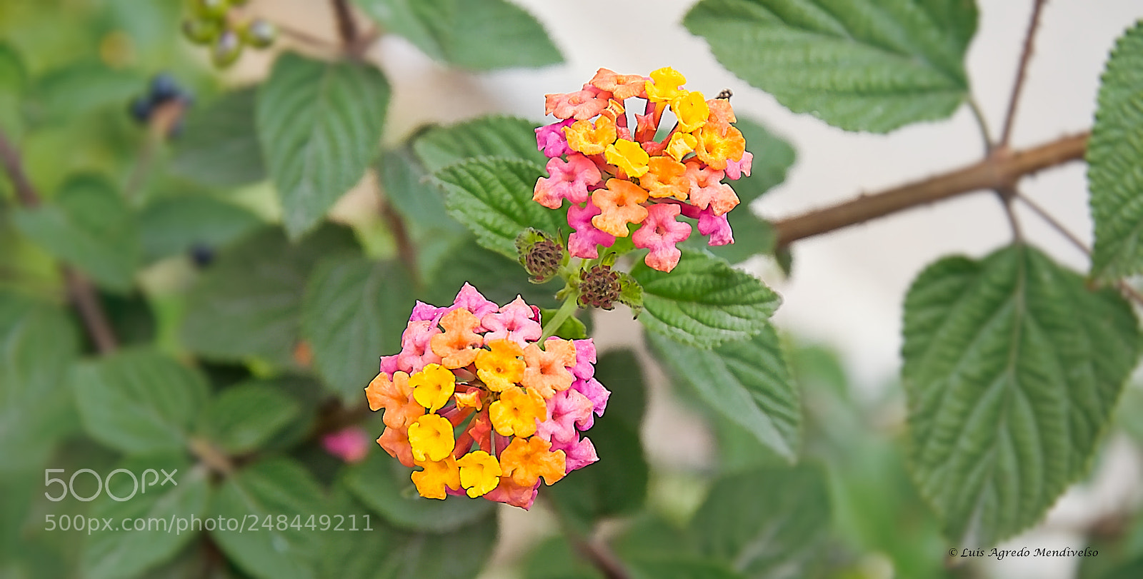 Nikon D90 sample photo. Beautiful lantana flowers photography