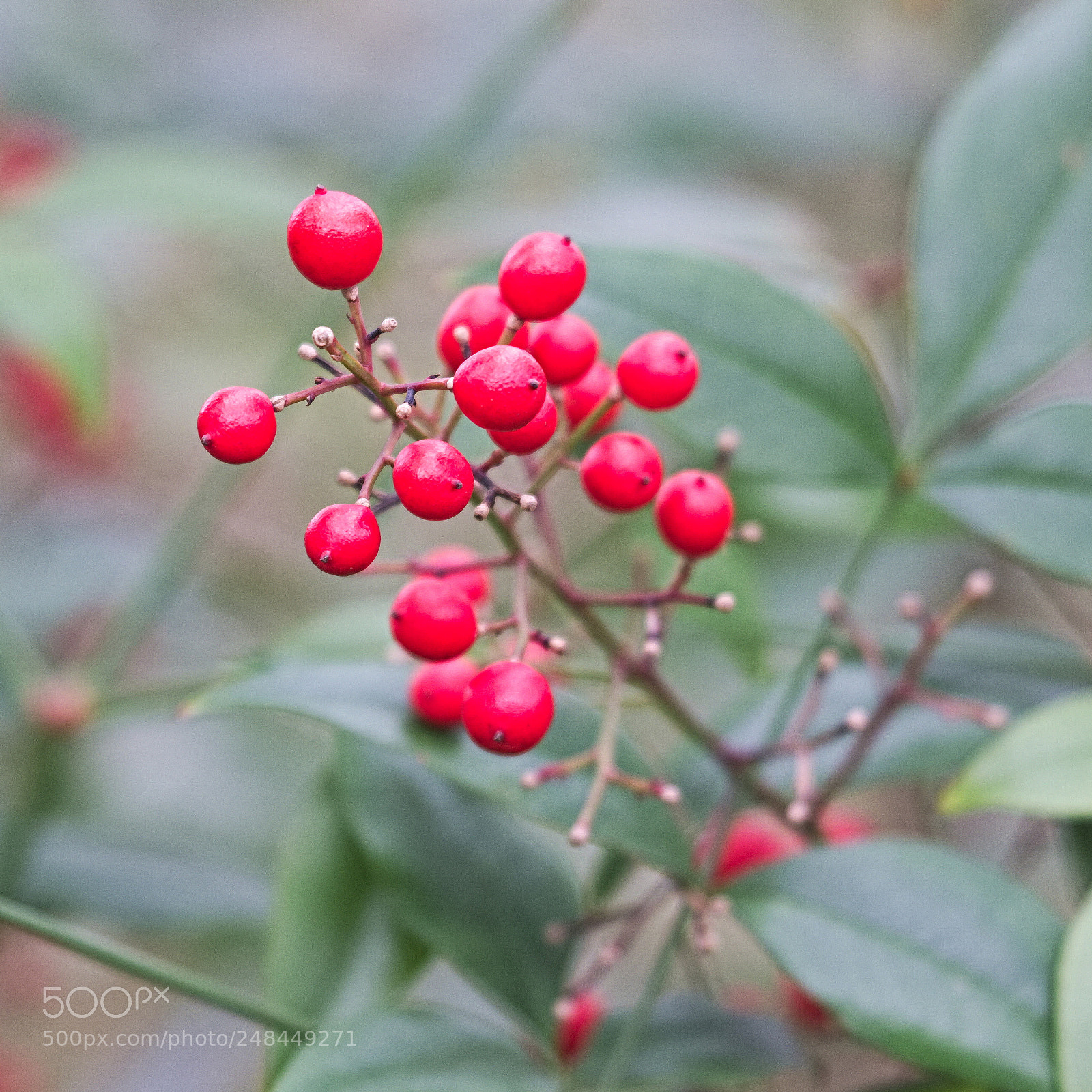 Fujifilm X-T20 sample photo. Tree with red berries photography