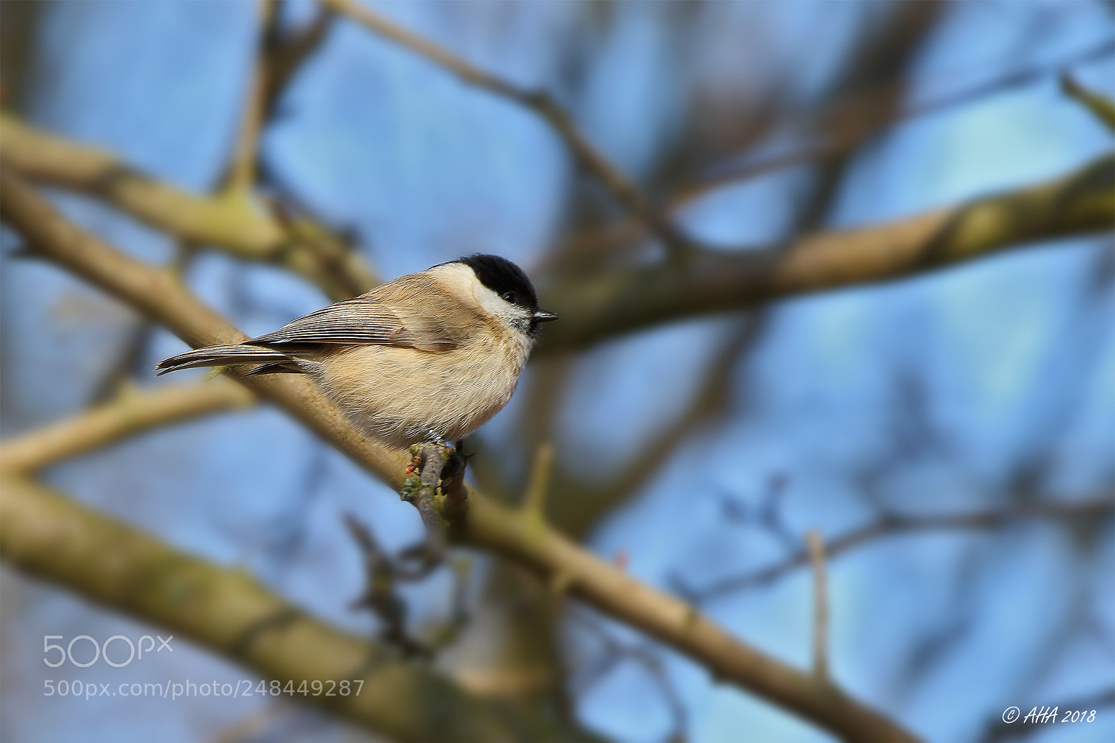 Canon EOS 7D Mark II sample photo. Marsh tit photography